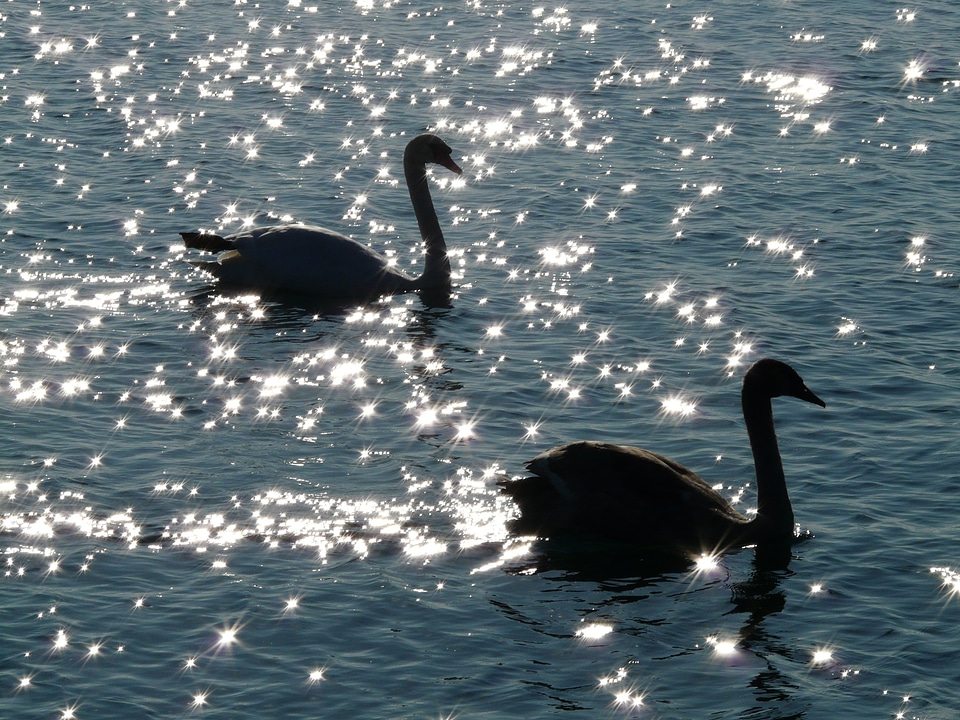 Fauna water waters