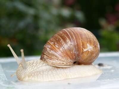Snail nature animals