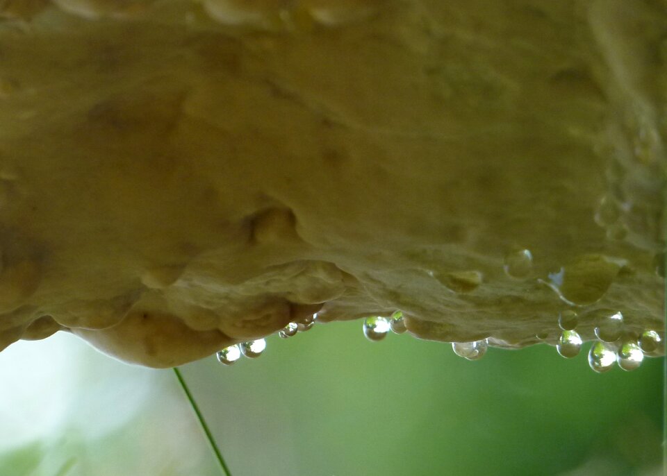 Rain drops nature macro