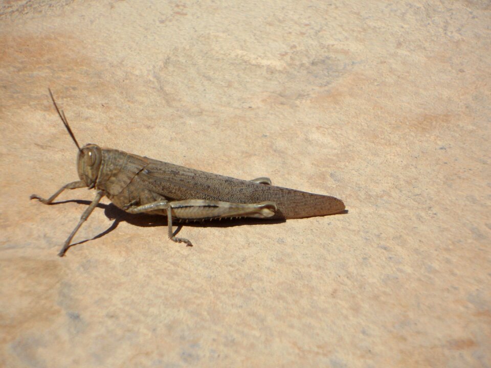 Heupferdchen insect grasshopper