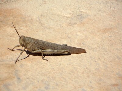 Heupferdchen insect grasshopper photo