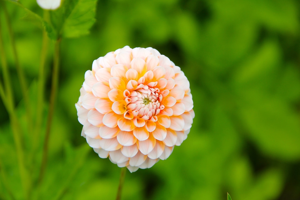 Bloom dahlia garden plant