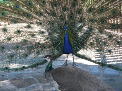 Birds beautiful courting the female
