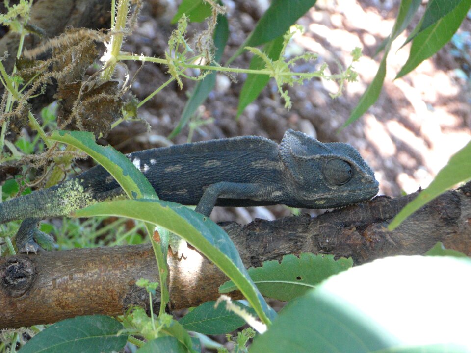Chamaeleonidae reptile animal