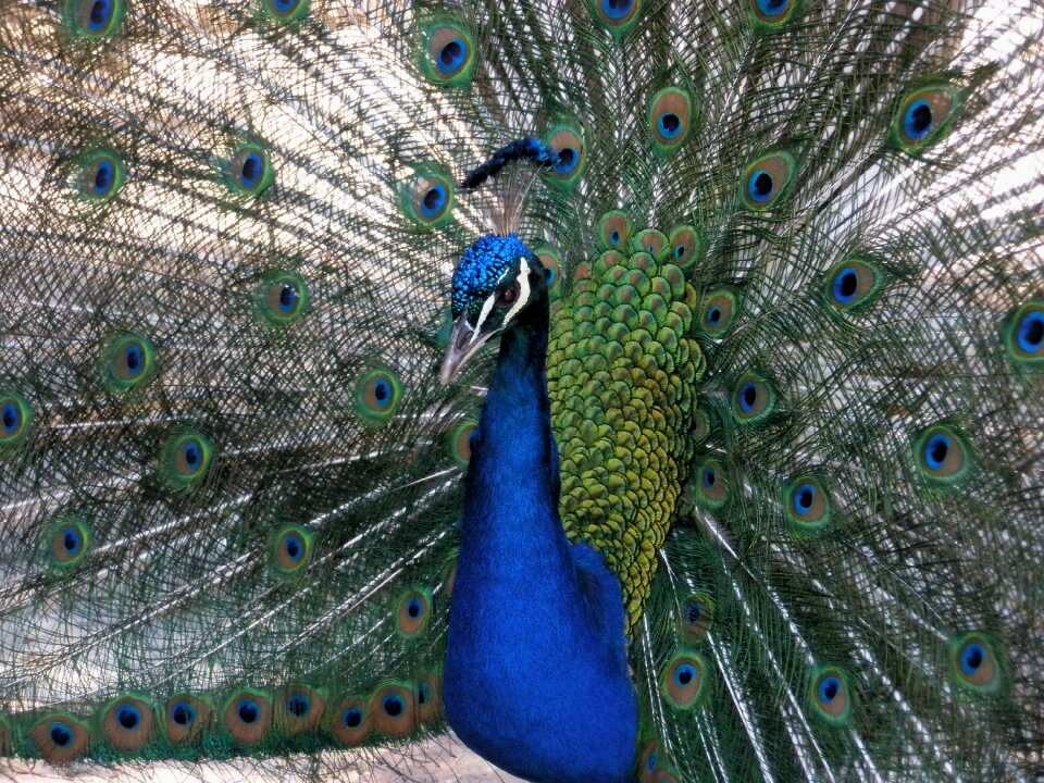 Royal birds beautiful