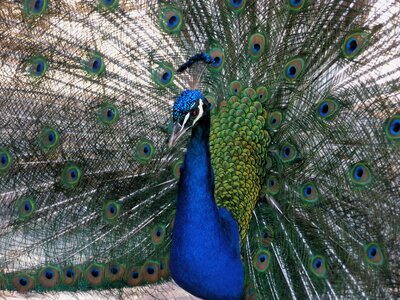 Royal birds beautiful