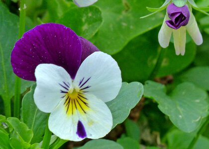 Garden pansy flowers bud