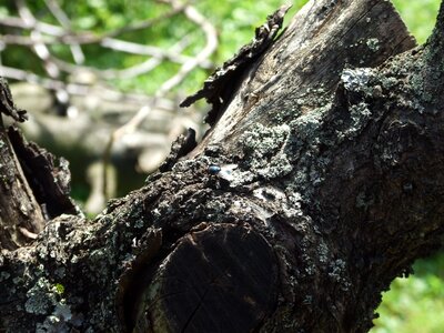 Tribe log forest photo