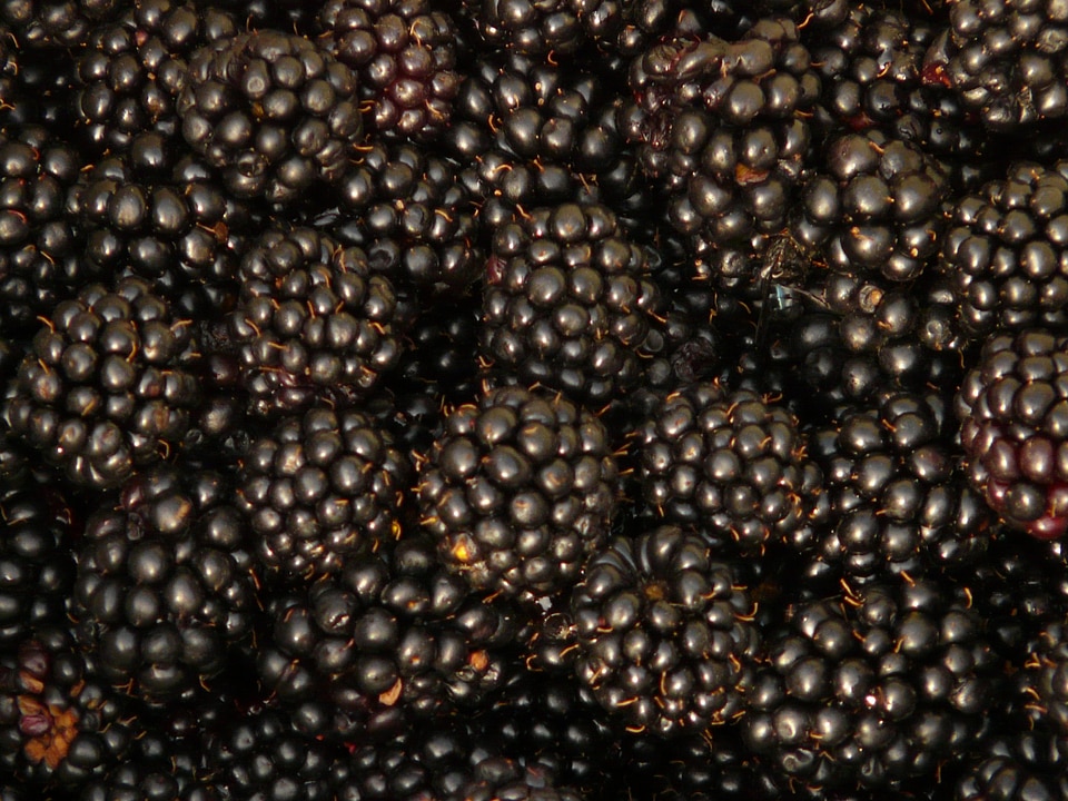 Harvest black delicious