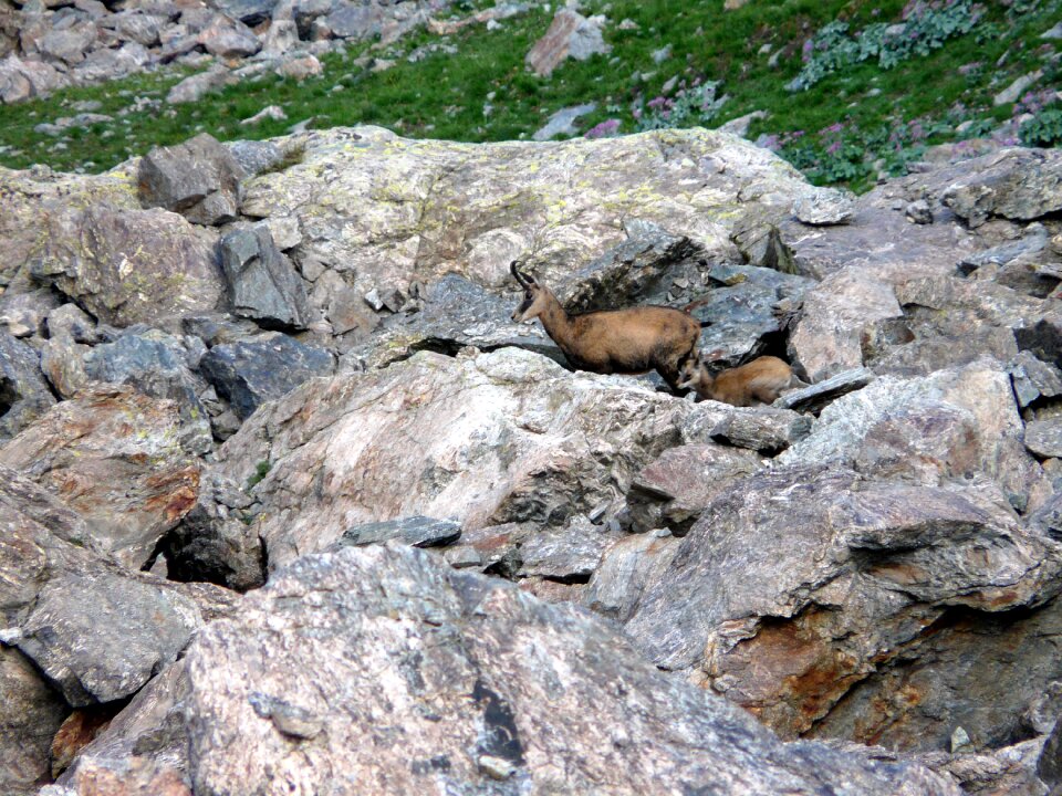 Mountain chamois kid