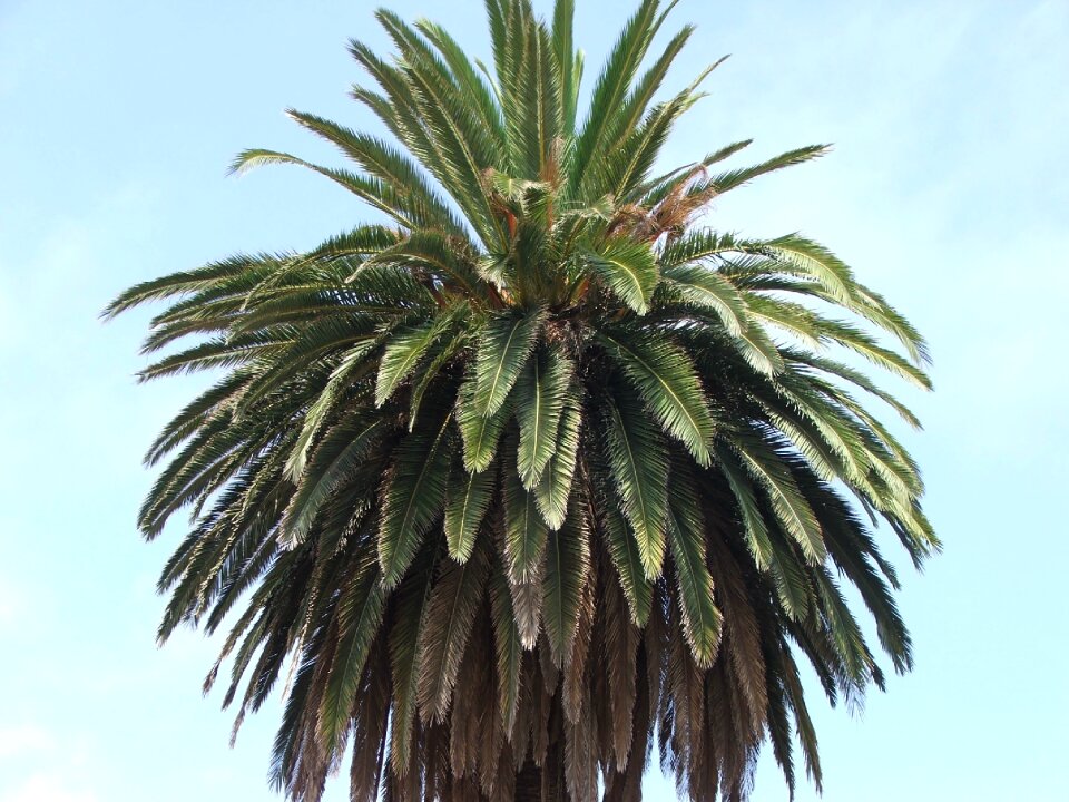 Leaves palm leaves green