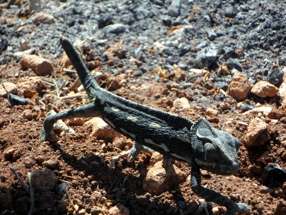 Chamaeleo chamaeleon chamaeleonidae reptile photo