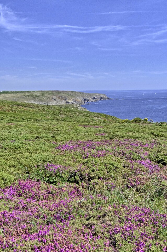 Heather pointe du raz brittany