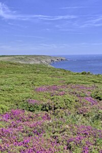 Heather pointe du raz brittany