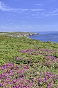 Heather pointe du raz brittany photo