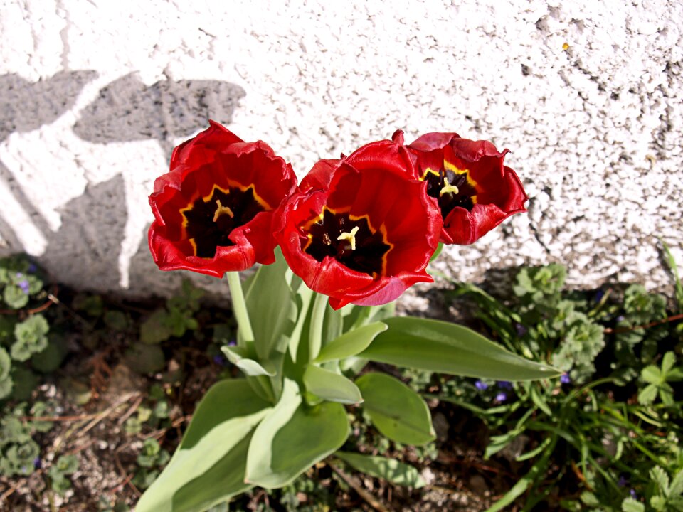 Plant garden cemetery