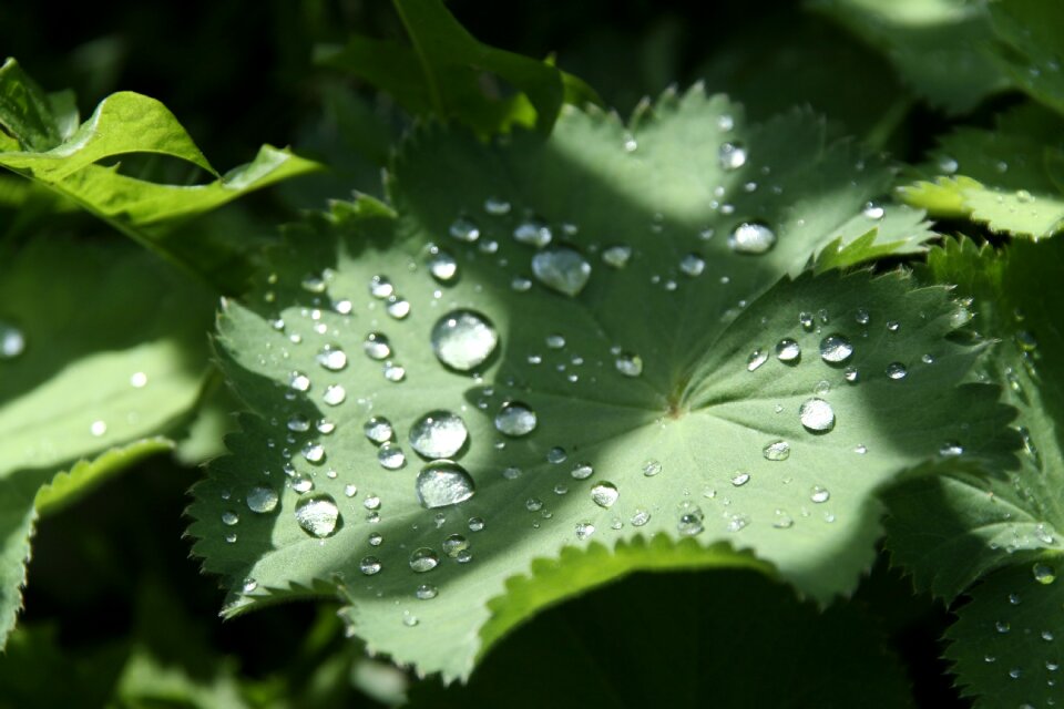 Leaf drip green plant