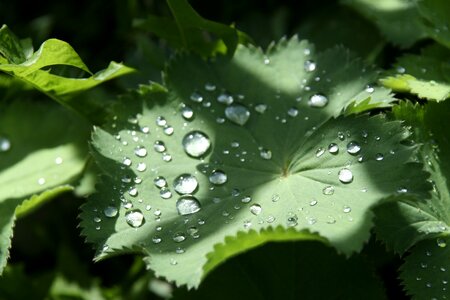 Leaf drip green plant
