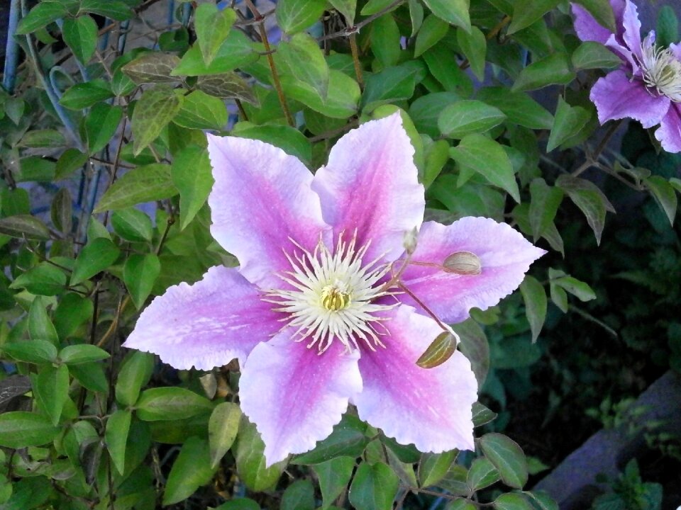 Summer flowers pink garden