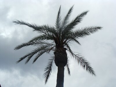 Palm gray stormy