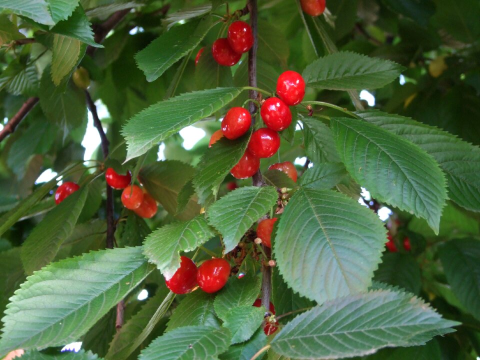 Red fruit sweet holidays