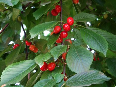 Red fruit sweet holidays