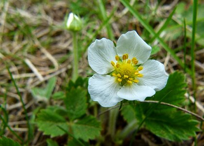 Plant macro nature