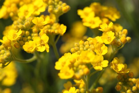 Flower yellow yellow flower
