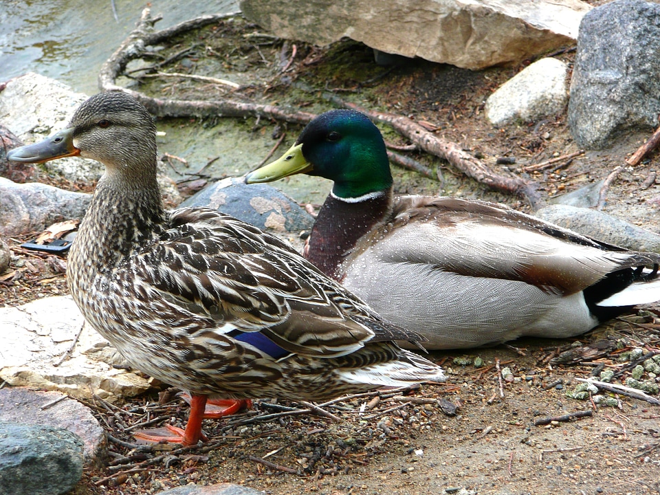 Water birds wildlife waterfowl