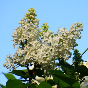 Syringa plant nature photo