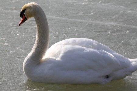 Lake animals birds photo