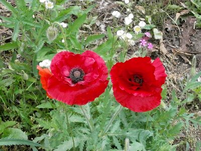 Poppy flower red flowers early summer flowers