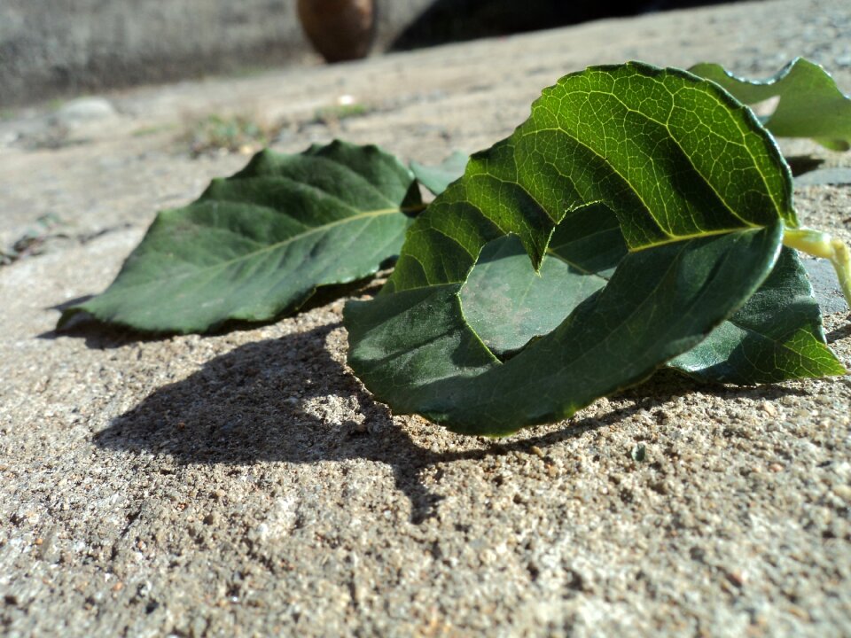 Green sheet leaves green
