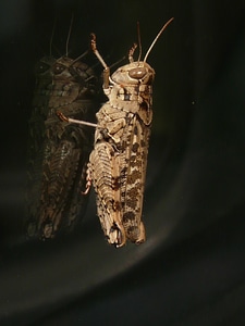 Caelifera field grasshopper acrididae