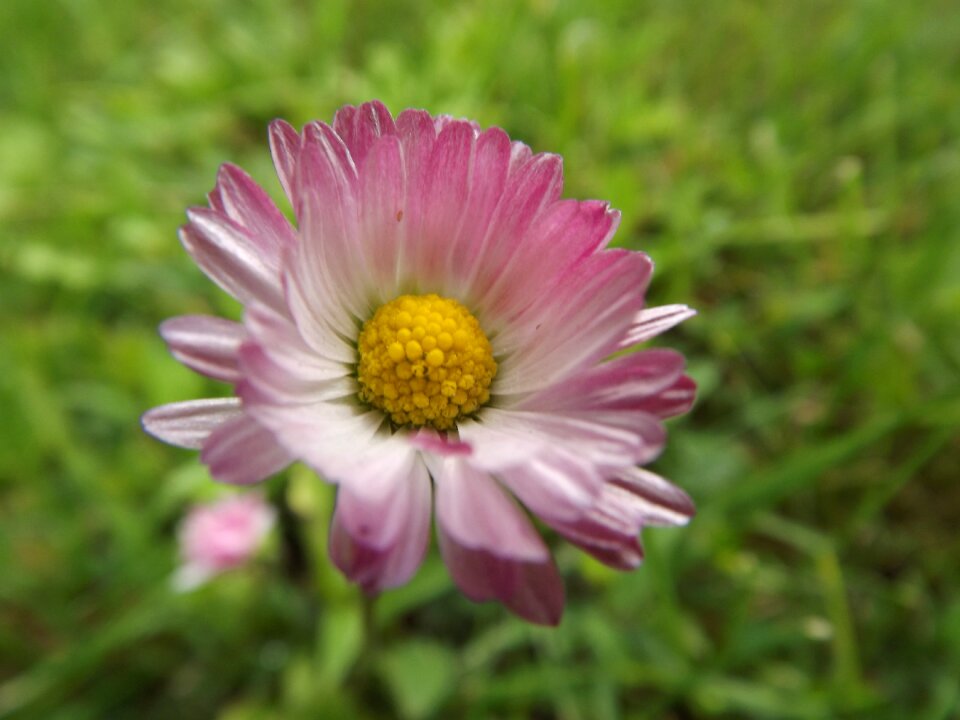 Flower summer flowers purple flowers photo