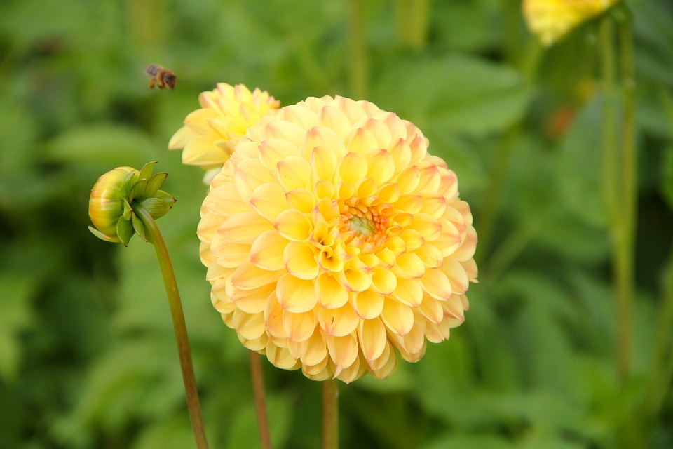 Bloom dahlia garden plant