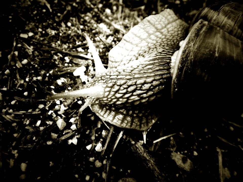 Black and white animal summer