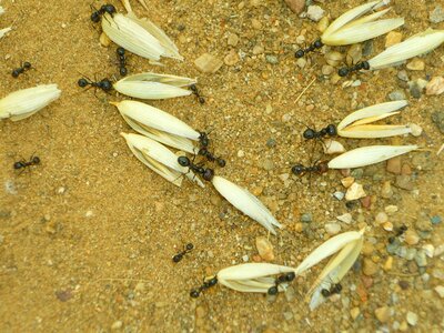 Insects food social photo