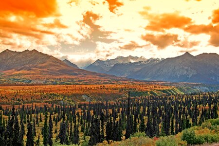 Forest trees mountains photo