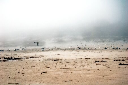Seagulls beach fog photo