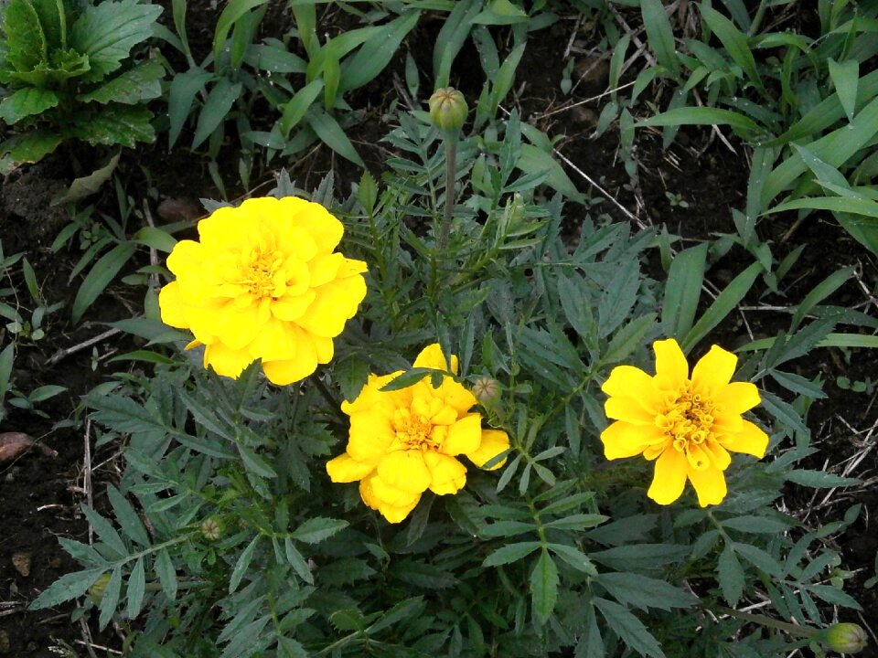 Yellow flowers summer flowers flower bed