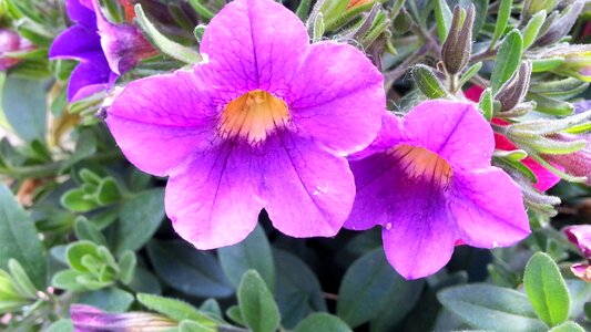 Nature colorful flowers beautiful
