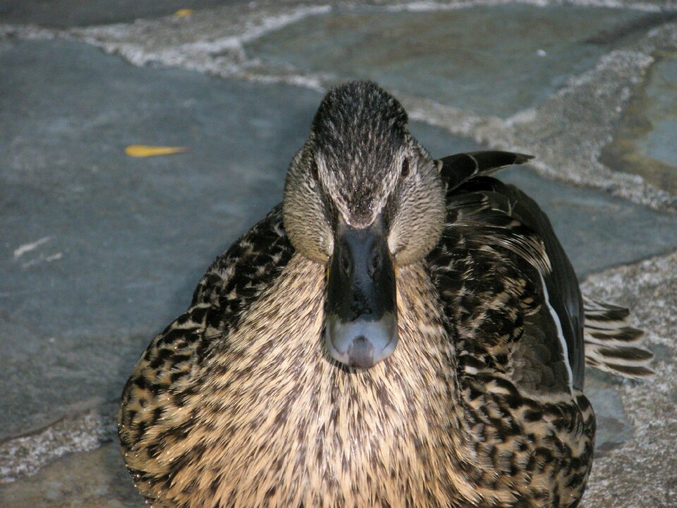 Wild ducks animal birds