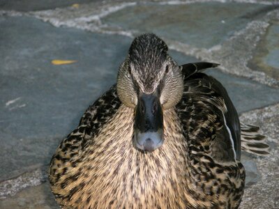 Wild ducks animal birds photo