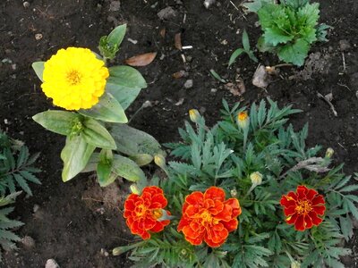 Yellow flowers orange blossom summer flowers
