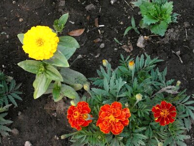 Yellow flowers orange blossom summer flowers photo