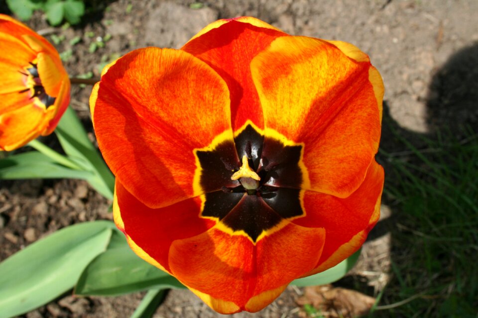 Tulip blossom bloom