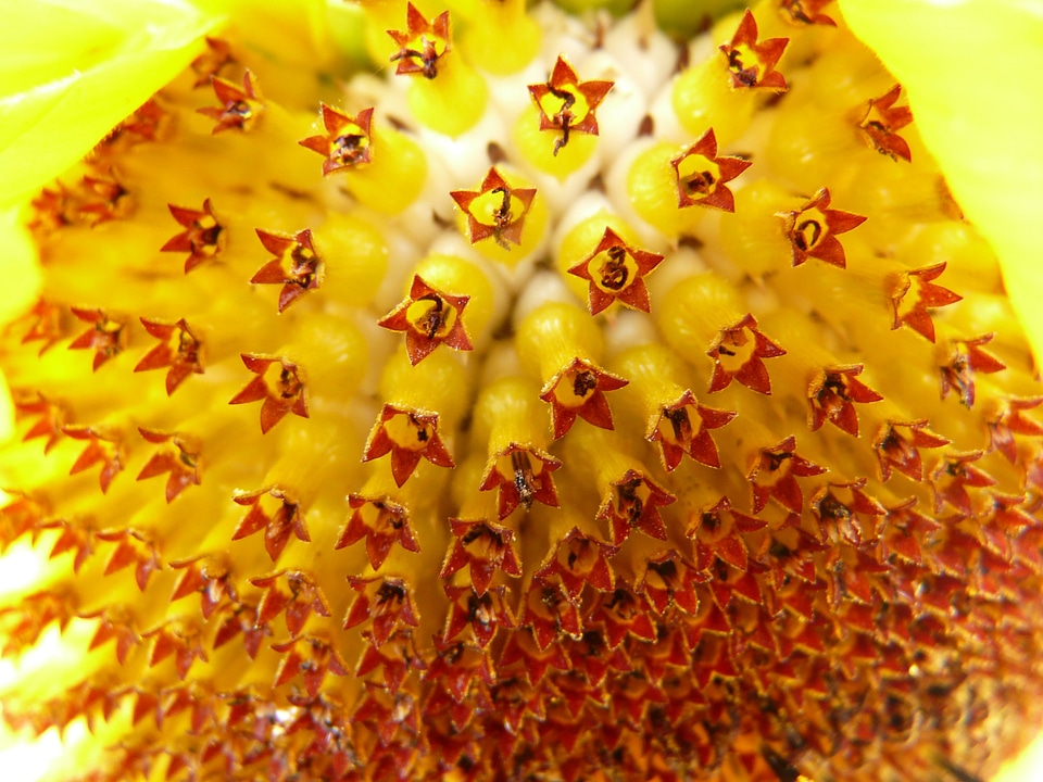 Tongue flower tubular flowers helianthus annuus