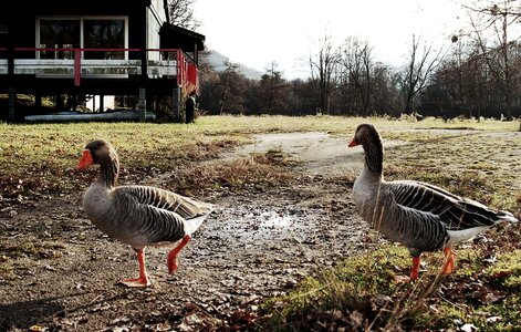 Pond landscape animals