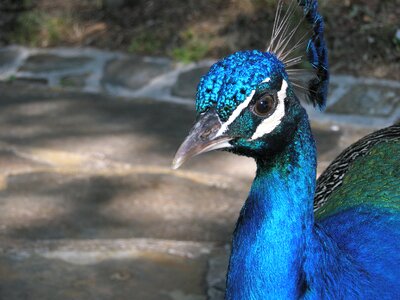 Peacock birds beautiful